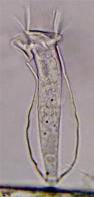 Pyxicola pusilla